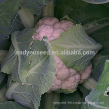 CF14 XJ no.4 75 days white cauliflower seeds, f1 hybrid cauliflower seeds